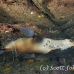 lion_sea_galapagos_cou_h_0057_ecu1139.jpg